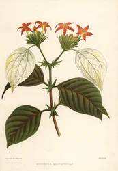 Süßwurzel, Mussaenda macrophylla